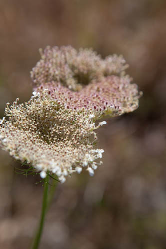 Queen Anne's Lace