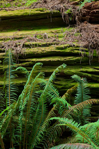 Redwoods Ferns - Simple Circle Photography