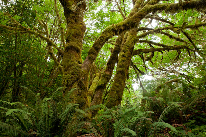Sprawl - Sprawling Tree over Ferns Photography