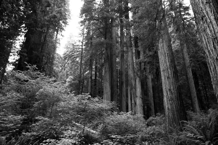 The Giants - Black and White Redwoods Forest Photography
