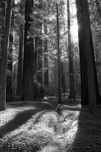 Wood Sorrel Redwoods Grove Black and White Photography